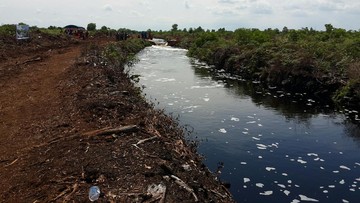 BNPB Andalkan Panen Hujan dan Sekat Kanal Basahi Gambut Cegah Karhutla
