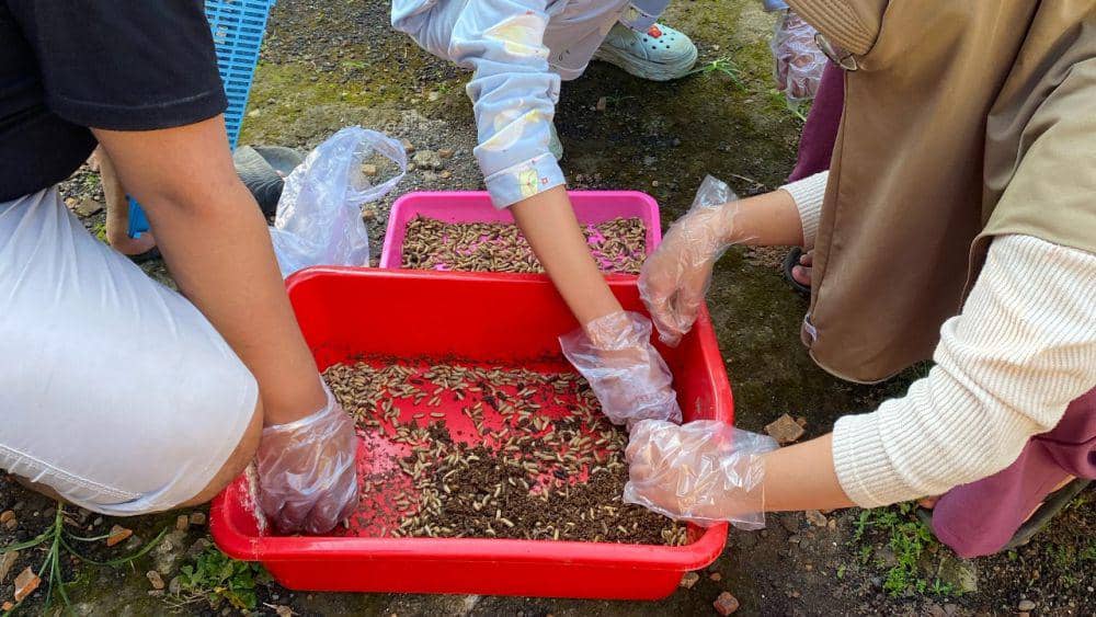 Pemkot Semarang Bahas Pabrik Maggot di TPA Jatibarang, Sampah Organik Jadi Pakan Ayam dan Ikan