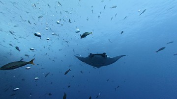 Pari Manta Berenang Bebas di Perairan Pulau Cano Kosta Rika