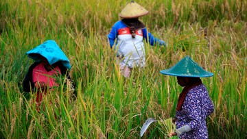 Komisi IV DPR: Petani Lahan di Bawah Setengah Hektar Sulit Hidup Layak