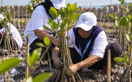 BRI Tanam 30 Ribu Mangrove di Demak, Sampah Plastik Jadi Pemecah Ombak