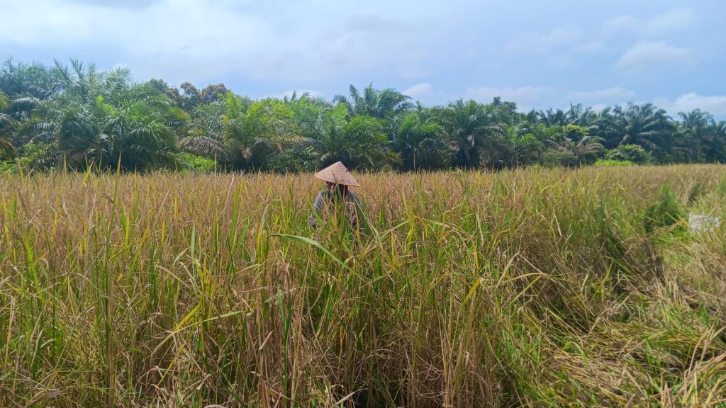 Petani Kubu Raya Beralih ke Sawit, Pemkab Siapkan Skema Ketahanan Pangan Jangka Pendek hingga Panjang