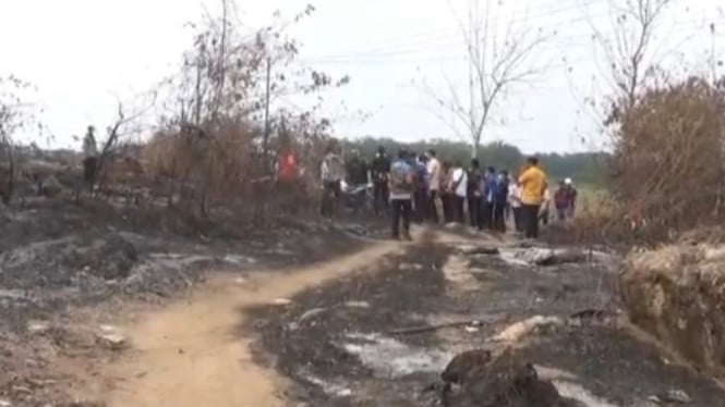 Kebakaran Hanguskan Puluhan Hektare Sawit PT Nakau dan Lahan Warga di Lampung Utara, Api Baru Padam Dini Hari