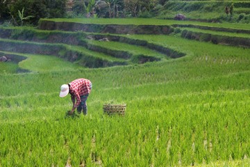 Harga Pupuk Bersubsidi Turun 20 Persen, 155 Juta Petani Jadi Penerima Manfaat