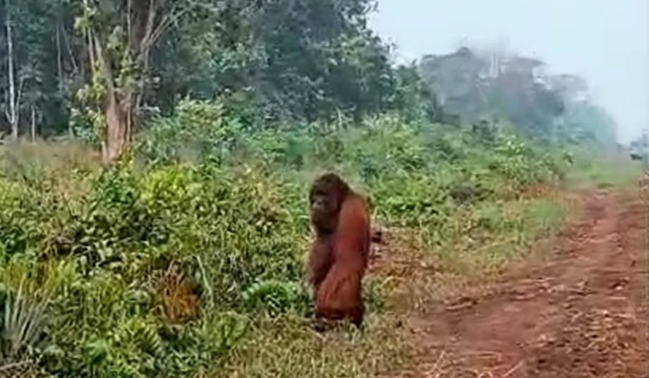 Orangutan Dewasa Terlihat di KM 20 Pangkalan Bun Saat Karhutla, BKSDA Kalteng Minta Warga Segera Lapor