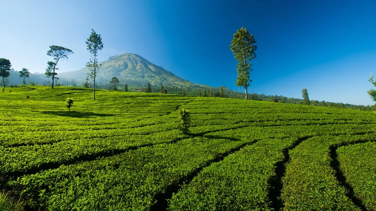 5 Wisata Sejuk di Pemalang yang Cocok untuk Liburan Akhir Pekan