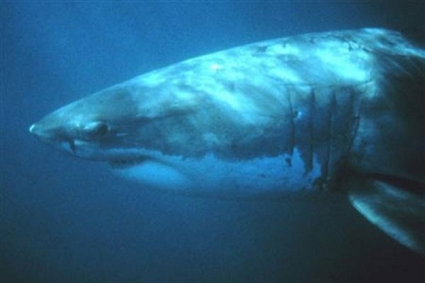 Hiu Kelabu Bukangi Kembali ke Kanal Busan Usai Dilepas ke Laut, 1,6 Juta Warga Sempat Memburunya