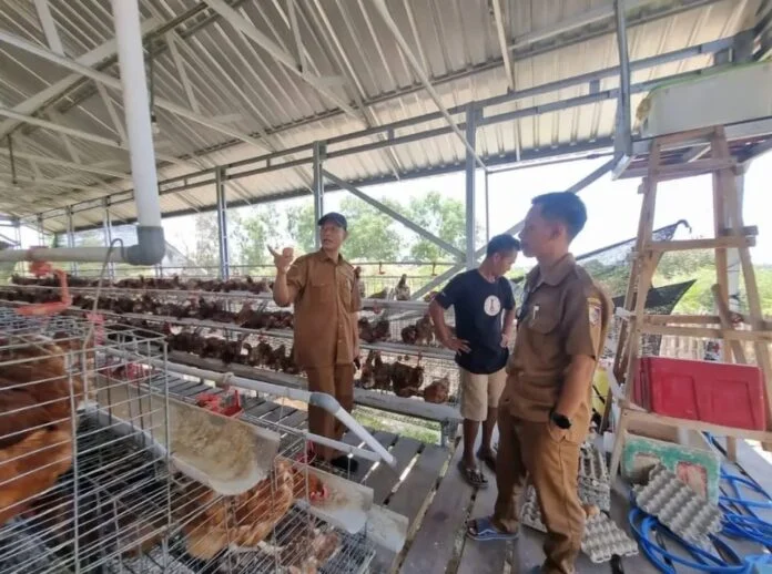 60 Persen dari 257 Desa Berdaya NTB Pilih Usaha Peternakan, Disnakeswan Sebut Ayam hingga Sapi Jadi Andalan
