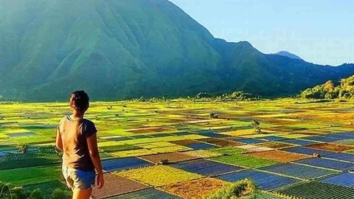 Bukit Selong Sembalun Lombok: Panorama Sawah MozaiK di Kaki Rinjani