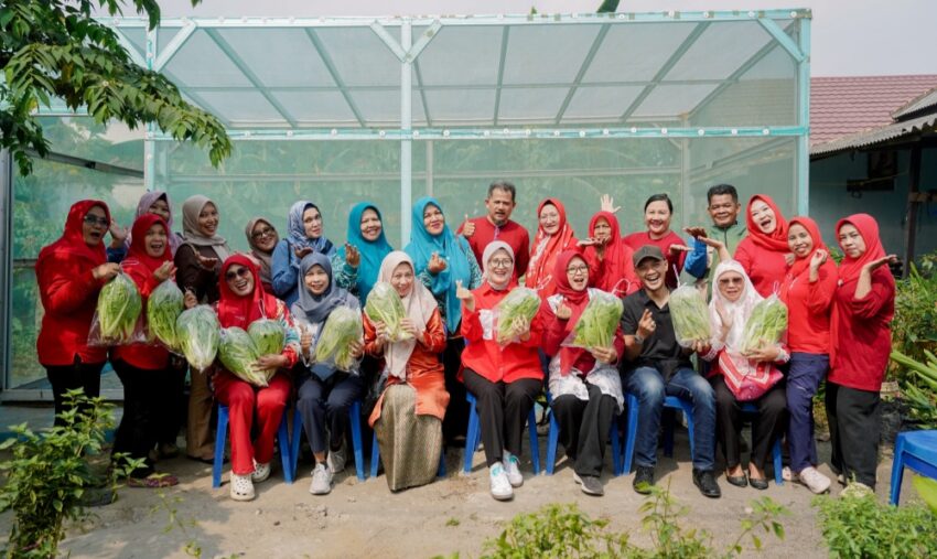 KWT Pandan Sari Pangkalpinang Panen 50 Kg Sawi Putih Tiap Bulan dari Lahan Perkotaan