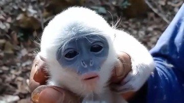 Gunung Ciremai Kini Hanya Punya 4 Jenis Primata, Owa Jawa Hilang Sejak 2008