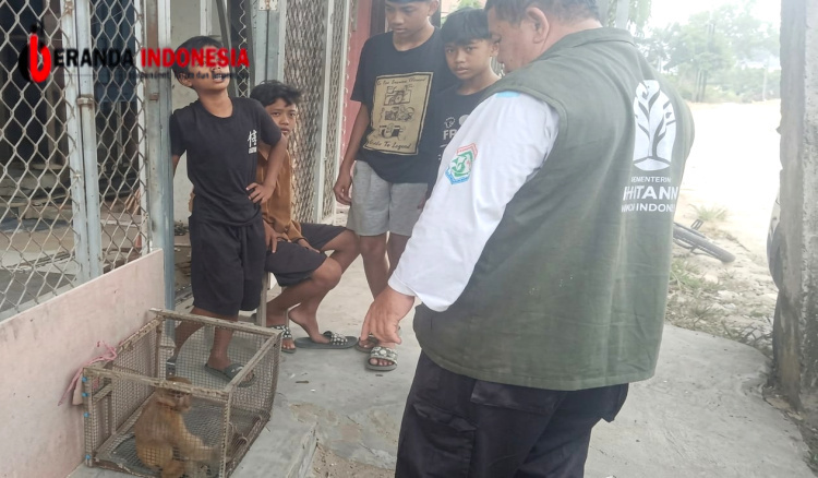 4 Remaja Samarinda Utara Laporkan Bekantan di Belakang Rumah ke BKSDA Kaltim, Satwa Langka Dievakuasi