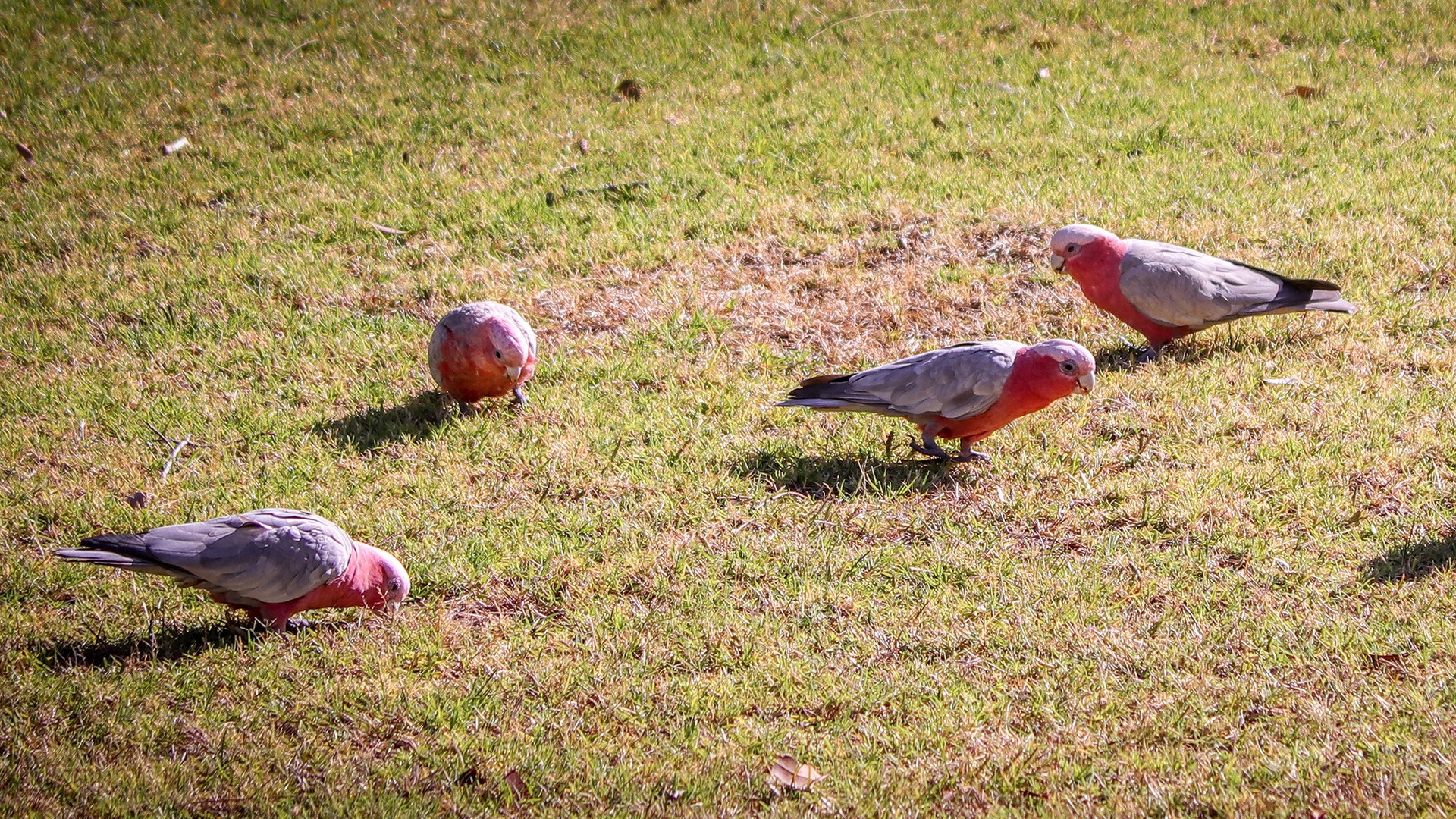 Cara Melindungi Benih Rumput Baru dari Burung: 5 Metode Efektif