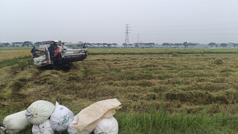 85 Hektare Sawah di Aceh Utara Kembali Produktif, Petani Ulee Madon Mulai Panen Perdana Usai Irigasi Dipulihkan