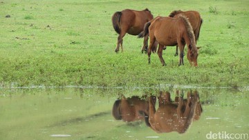Savana Fulan Fehan Belu Disorot Usai Turis Keluhkan Pungutan Rp 150 Ribu