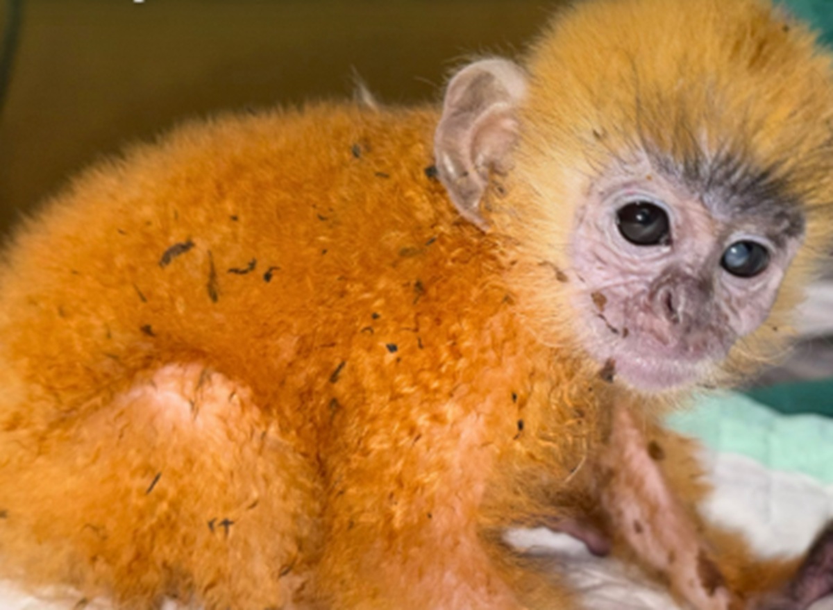 Anakan Lutung Kelabu Ditemukan di Prabumulih, BKSDA Sumsel Sebut Populasi Belum Terdata