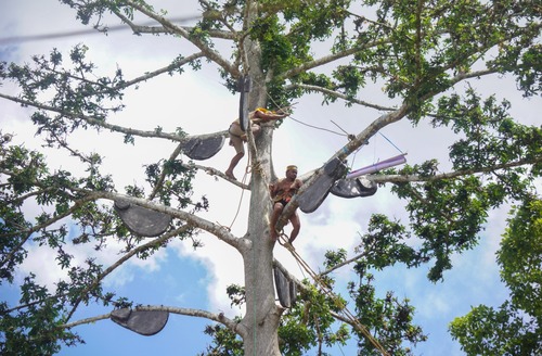 Venny Sartika Juara 1 Lomba Fotografi Berau Expo 2026, Angkat Tradisi Panen Madu Suku Dayak