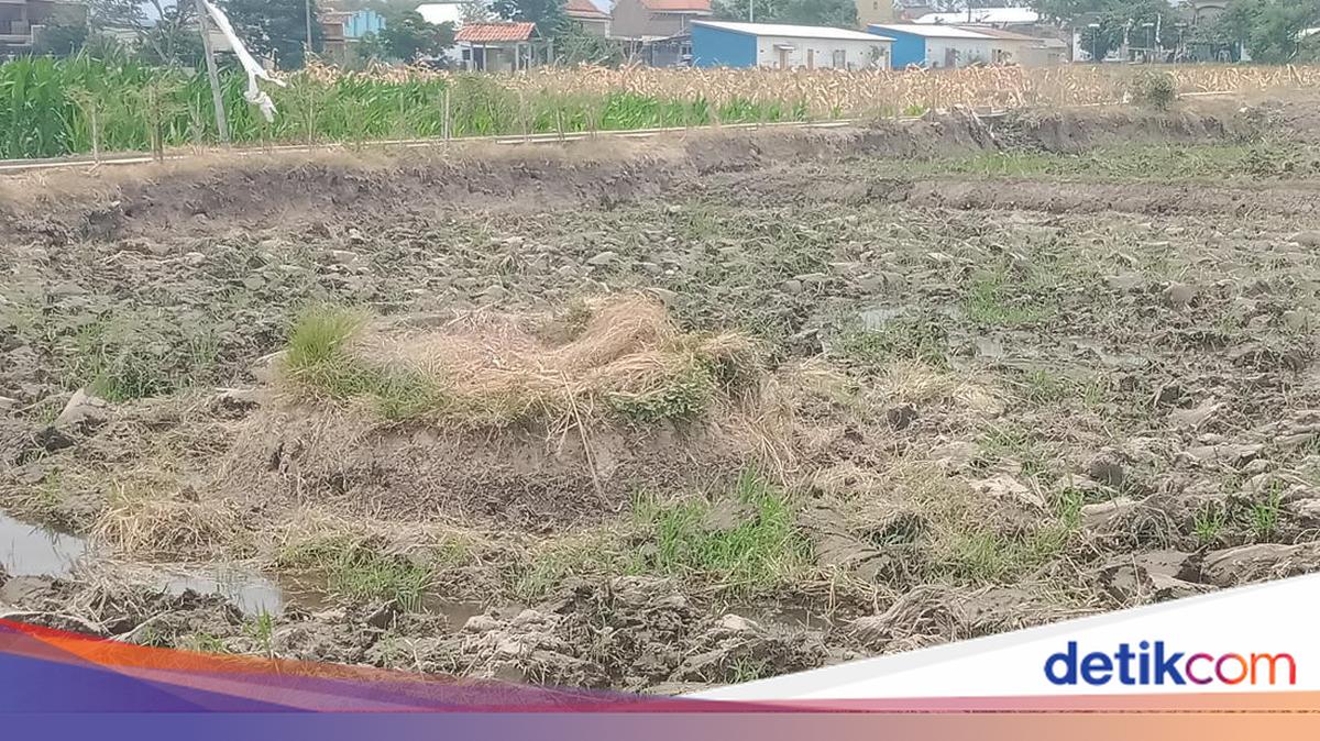 Situs Padas Klaten Simpan Jejak Permukiman Era Paleometalik, Artefak Gerabah Ditemukan Warga Sejak 1981