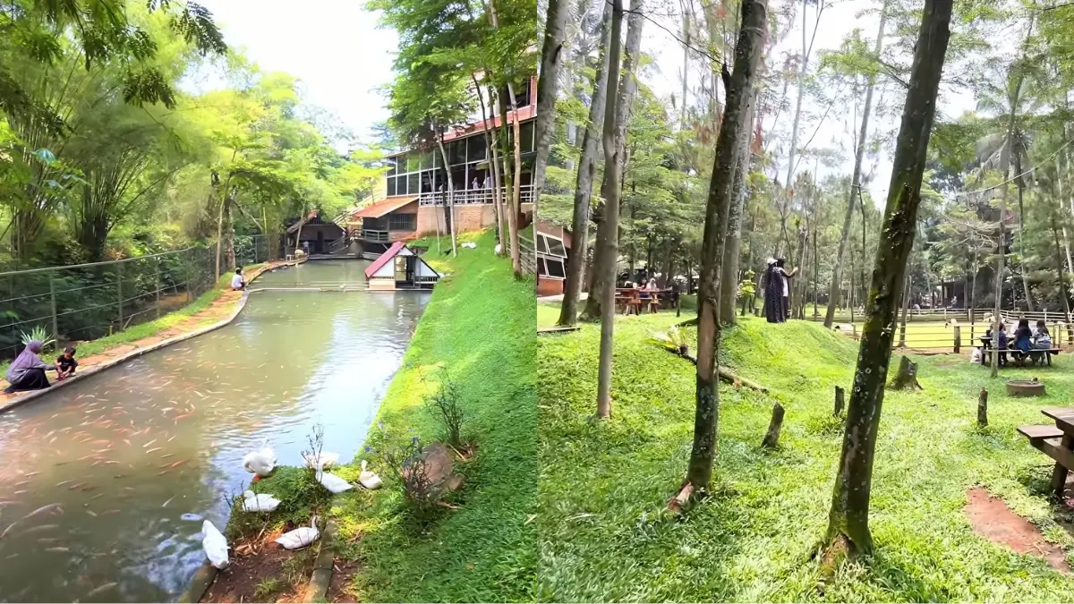 Puyuh Goreng Kopi Gratis di Cijeruk Bogor, Resto Asri dengan Mini Farm dan Kolam Renang Anak
