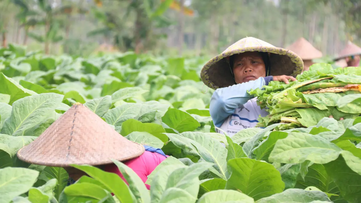 Dikes NTB Dorong Petani Tembakau di 8 Kabupaten Terdaftar BPJS Ketenagakerjaan dan Rutin Cek Kesehatan