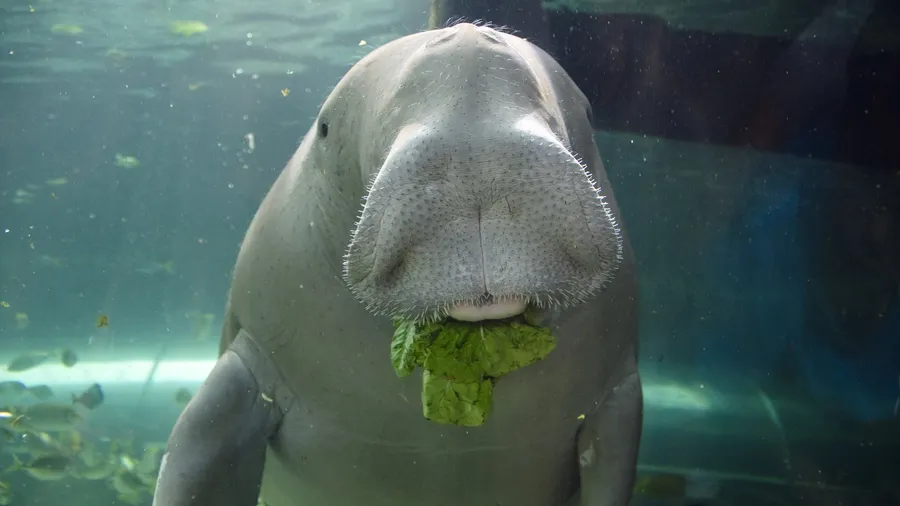 Masyarakat Adat Aborigin dan Kanak Jalin Kerja Sama Lindungi Dugong, Populasi di Kaledonia Baru Tersisa di Bawah 900 Ekor