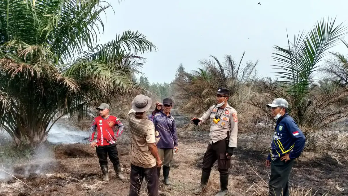 Karhutla di Pulau Hanaut Hanguskan Kebun Sawit Warga, Kecamatan Mulai Data 4 Hektare Lahan untuk Ajukan Bibit Pengganti