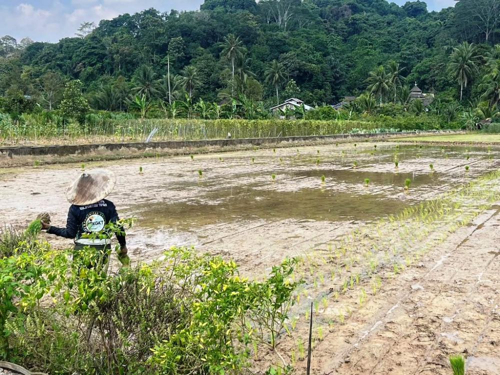 Pertanian Serap 19,01 Persen Pekerja Kaltim, Pertambangan Cuma 7,6 Persen