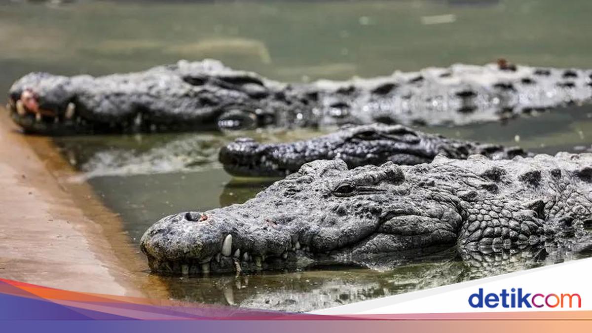 Warga Pandeglang Diterkam Buaya saat Nebar Jaring di Muara Cigeulis, Kaki Robek Parah
