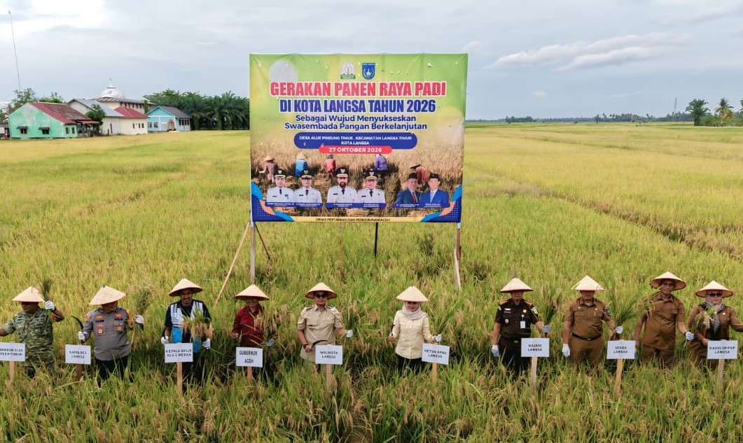 Gubernur Aceh dan Wali Kota Langsa Panen Raya Padi di Alue Pineung Timue, 105 Hektare Lahan Panen