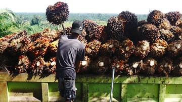 BRIN Sebut Limbah Sawit Bisa Jadi Listrik 3,9 Gigawatt dan Gas Tabung