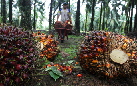BRIN: Limbah Sawit Bisa Hasilkan Listrik 3,9 Gigawatt, Tekan Impor LPG Rp 97 T