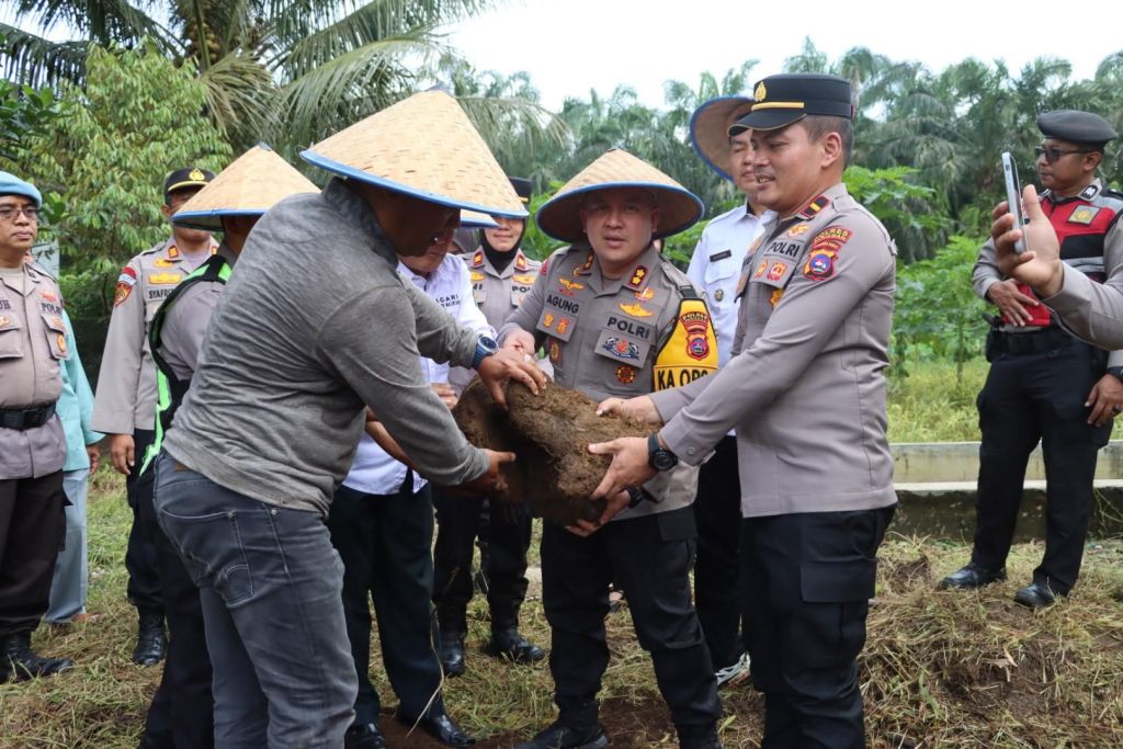 Kapolres Pariaman Panen 500 Kg Uwi Ungu di Lahan Produktif Aur Malintang Utara