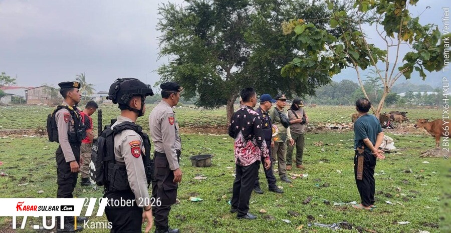 Polresta Mamuju dan Satpol PP Tertibkan 100 Ekor Sapi Berkeliaran di Jalan Andi Makkasau, 6 Pemilik Didata