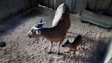 Anak Banteng Jawa Lahir di Pangandaran, Populasi Purbajapa Kini Tujuh Ekor
