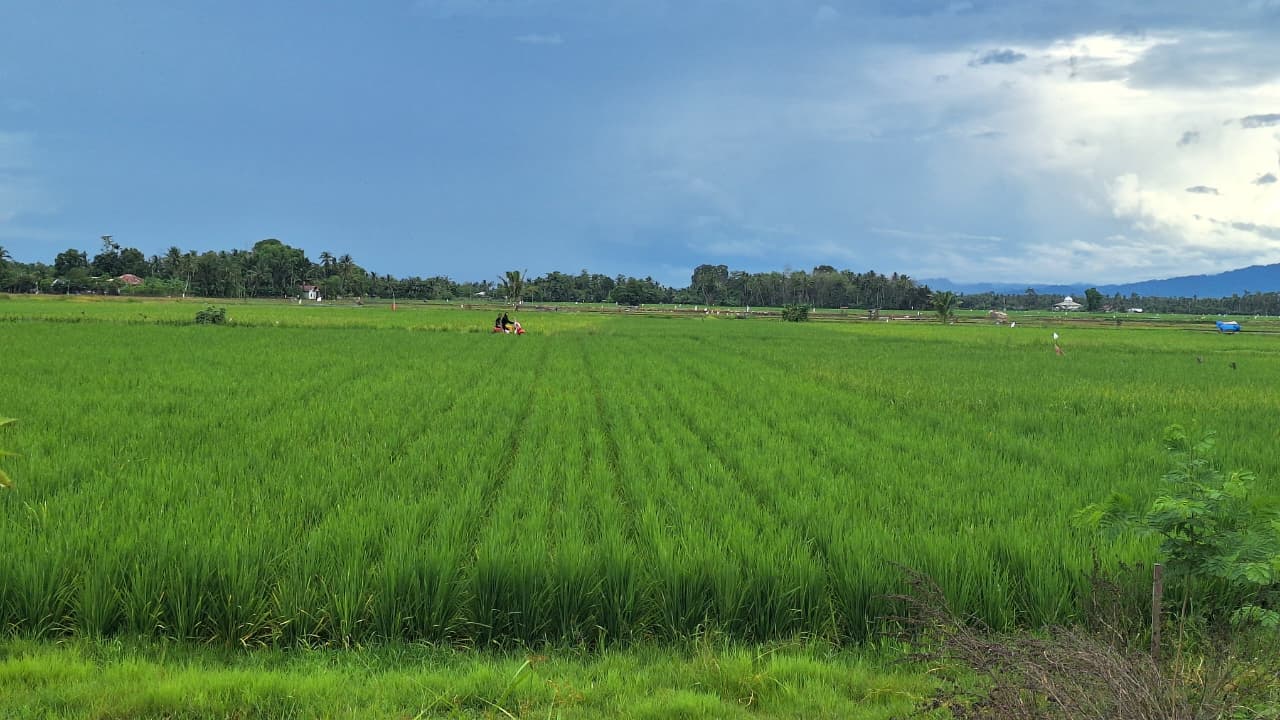 Rp17 Miliar Pulihkan Sawah Pidie Jaya, 1.253 Hektare Selesai Direhabilitasi dan 12 Hektare Siap Panen November