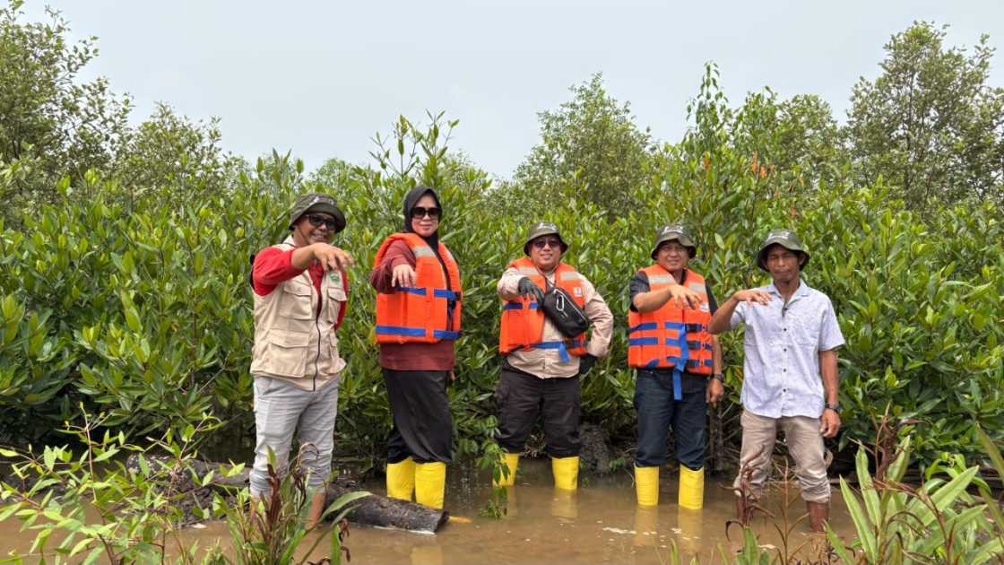 Medco E&P Grissik Tanam 22.000 Mangrove di Banyuasin, Monev Bersama LDPHD Sungsang IV Pastikan Pertumbuhan
