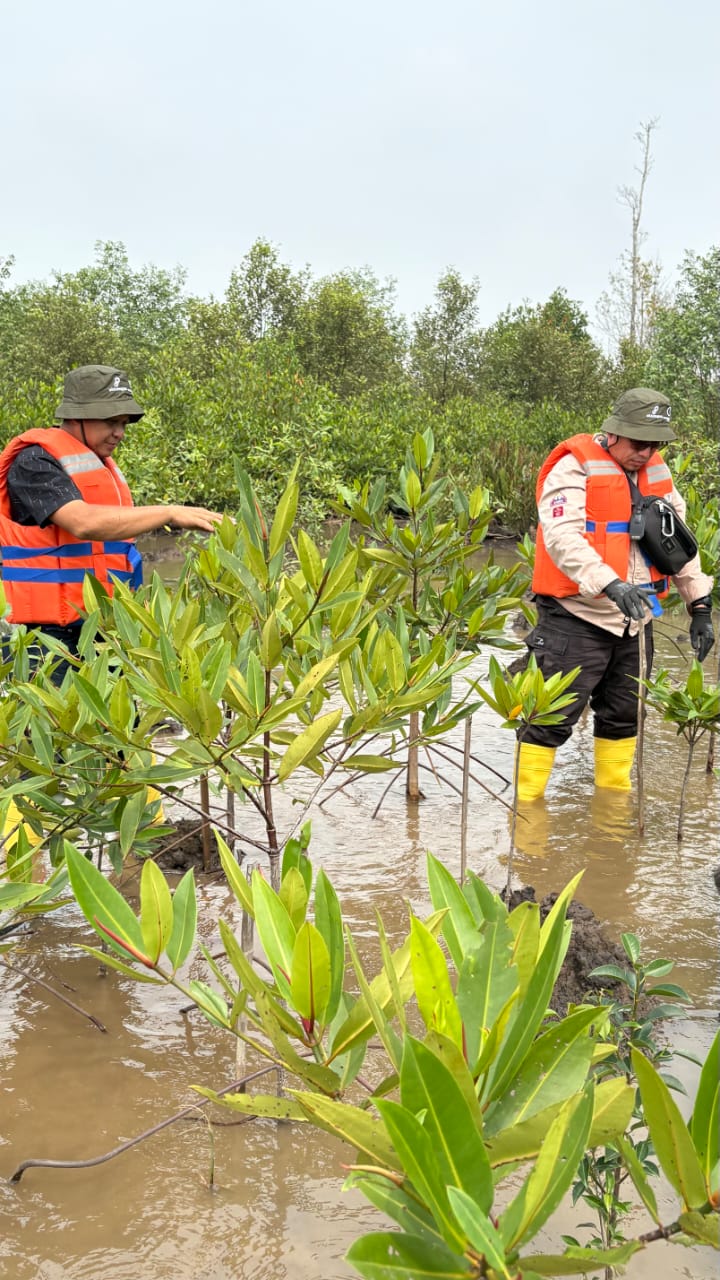 Medco E&P Tanam 22.000 Mangrove di Banyuasin, Rehabilitasi 2,2 Hektare Pesisir Sungsang IV Sejak 2024