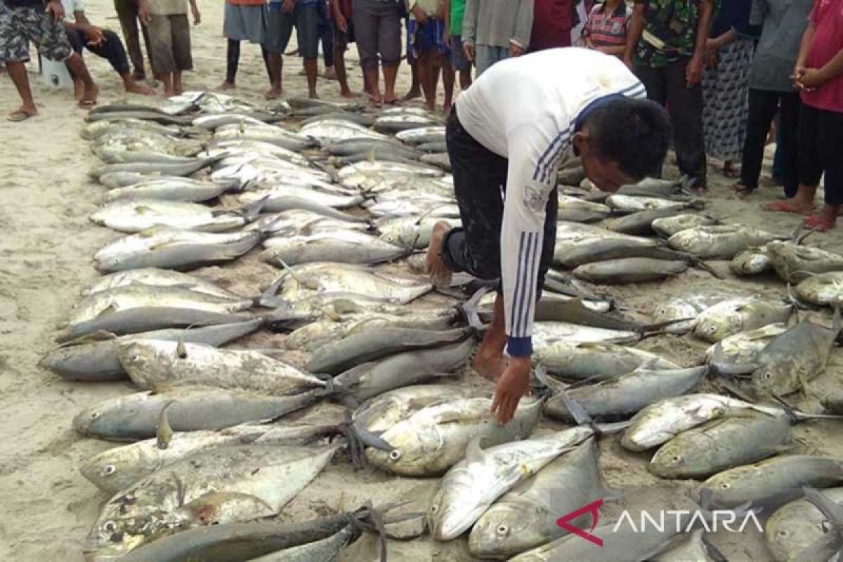 Pemkab Simeulue Kembangkan Budi Daya Ikan Metode Bioflok dan Pasang Rumpon untuk Tingkatkan Ekonomi Nelayan