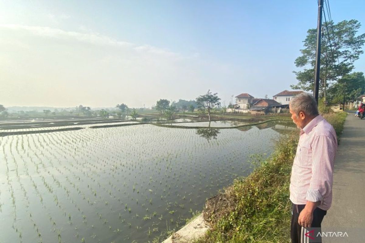 Petani Garut Bertahan Tanam Padi di Musim Kemarau Berkat Aliran Sungai Cikamiri, Hasil 10 Ton per Hektare