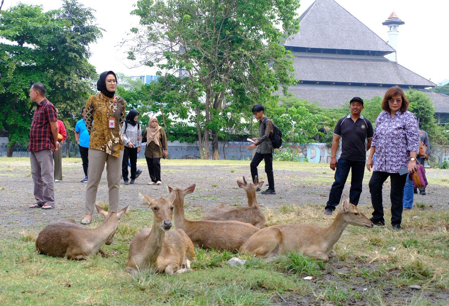Rusa di Taman Sriwedari Solo Viral Makan Sampah Plastik, Pemkot Siapkan Penataan dan Penangkaran Baru