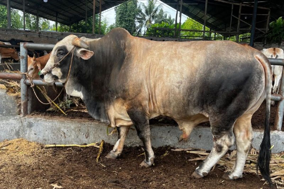 Sapi Kurban Bantuan Presiden Prabowo Seberat 1 Ton Tiba di Medan, Akan Disembelih di Kecamatan Medan Belawan