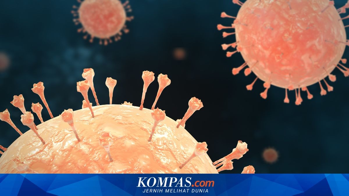 Satu Pasien Hantavirus di Kalimantan Barat Meninggal dalam 24 Jam, Sekda: Tubuh Menguning dan Tak Bisa Buang Air Kecil Sejak Empat Hari