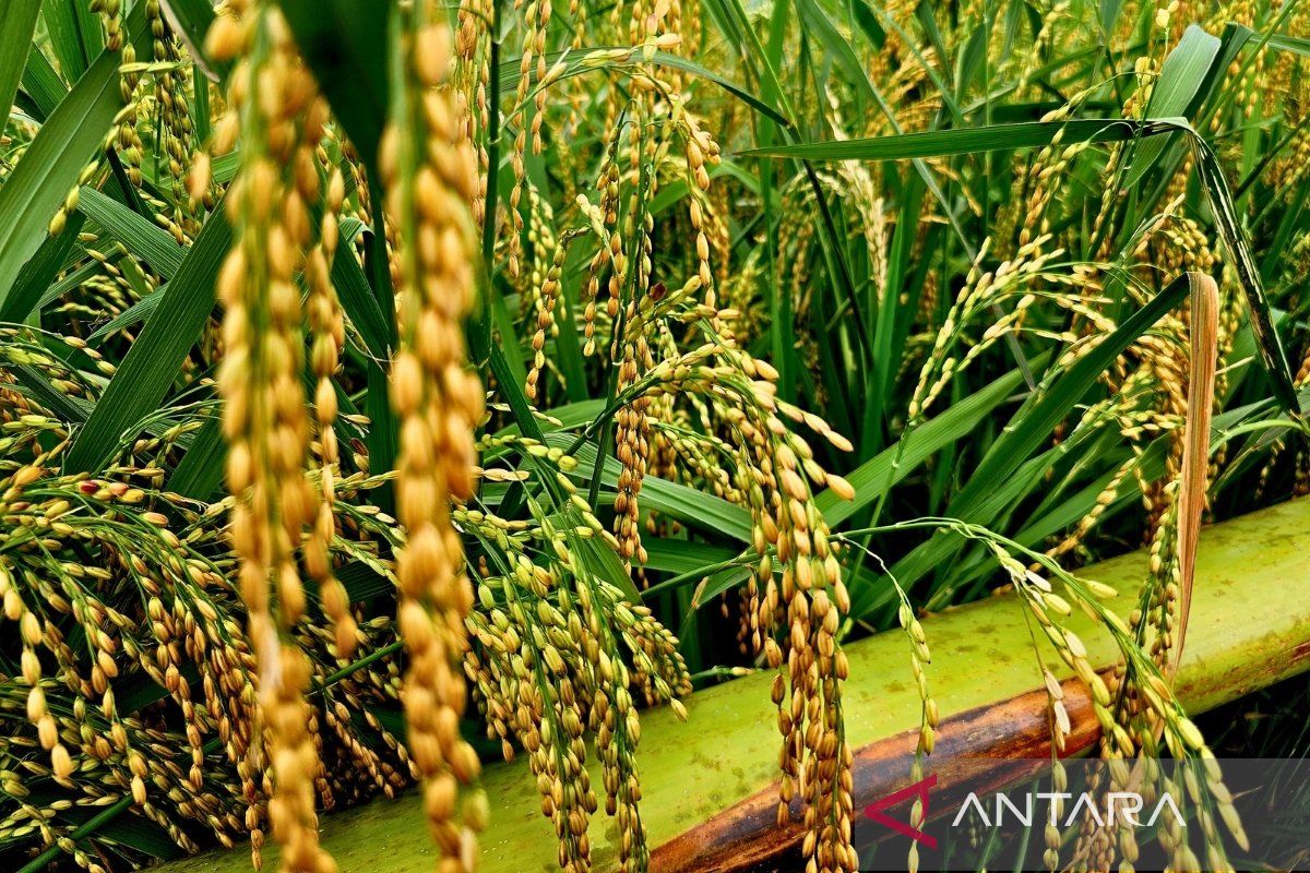 Kementan Terapkan Pertanian Modern di Natuna, Target Produksi Padi Melonjak Dua Kali Lipat