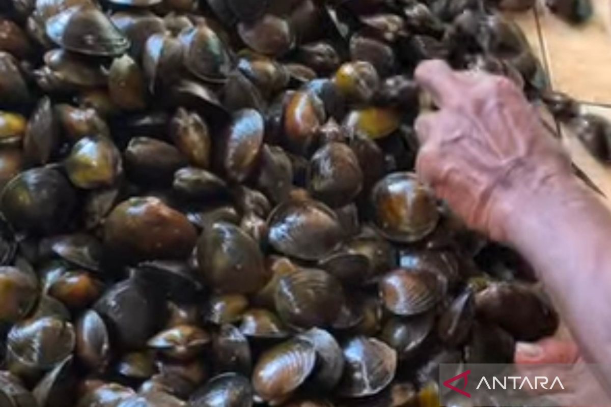Dinas Perikanan Mukomuko Data Potensi Kepiting hingga Lokan di 4 Kecamatan, Target Rampung 2026