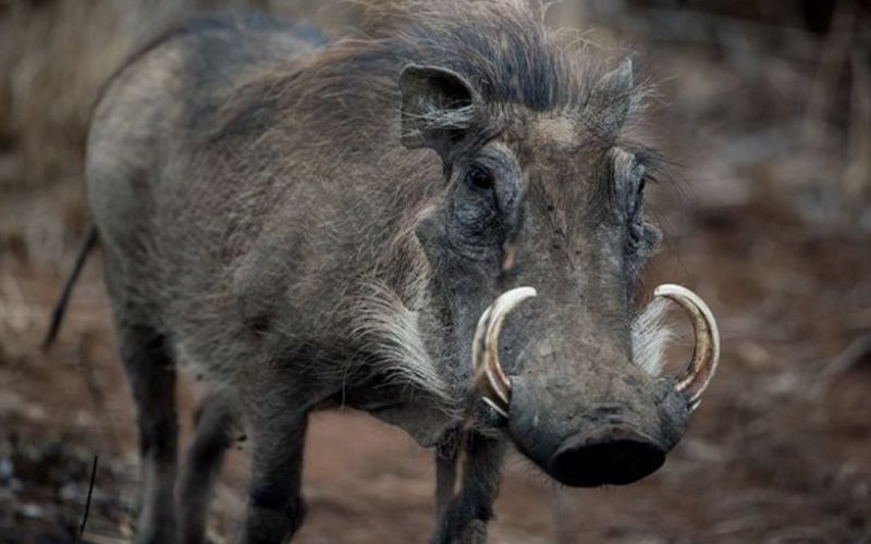 Babi Liar Serang Empat Petani di Cianjur dalam Sehari, Satu Korban Kehilangan Dua Jari