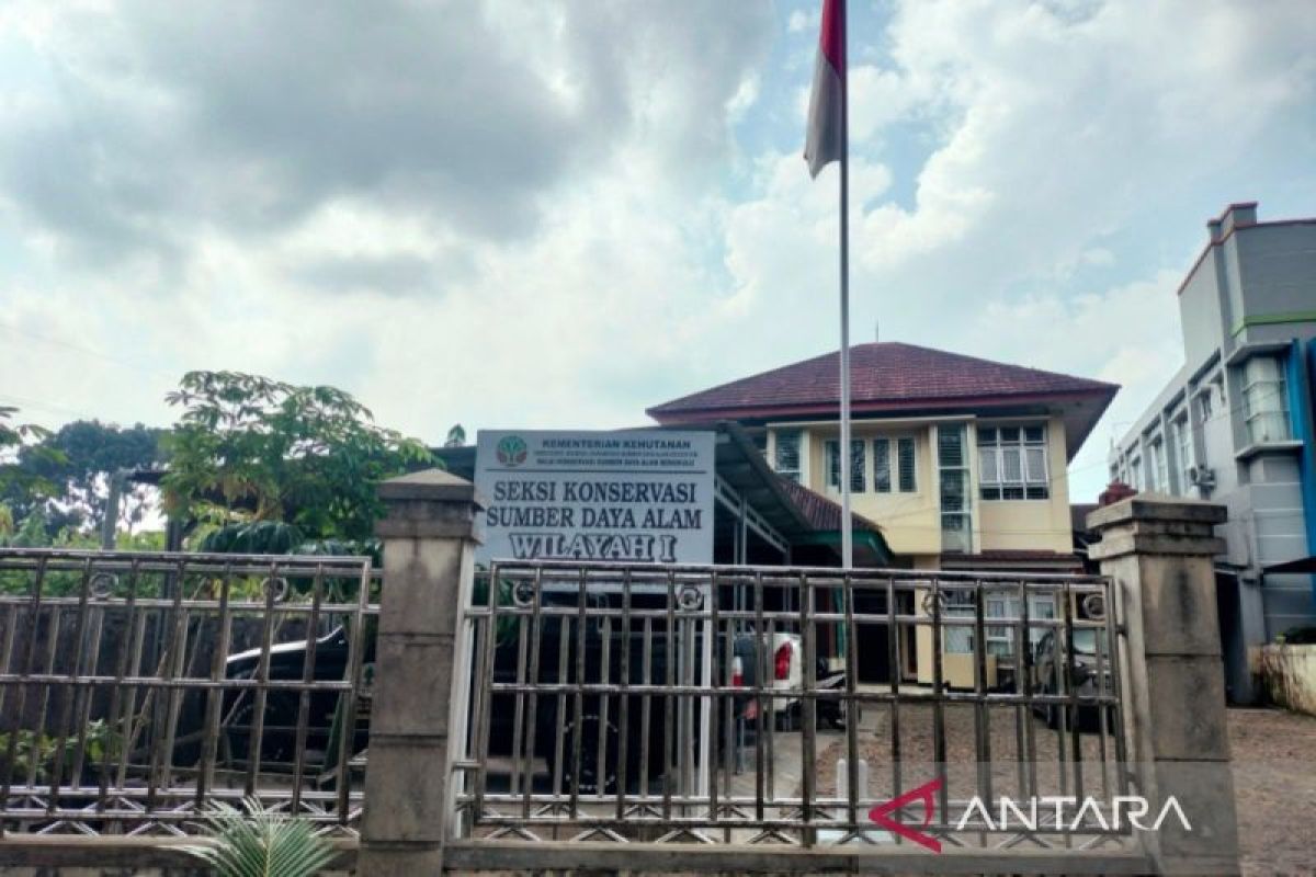 KSDA Rejang Lebong Ingatkan Lagi, Perdagangan Kelinci Sumatra Ilegal, Ancaman Hukuman 5 Tahun Penjara dan Denda Rp100 Juta