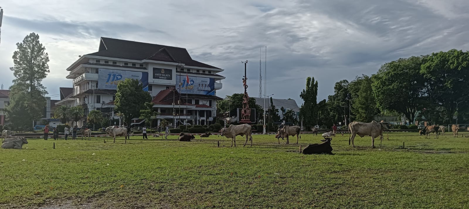 Lapangan Sparta Tikala Manado Diserbu Puluhan Sapi, Warga Olahraga Terusir Jelang Idul Adha 2026