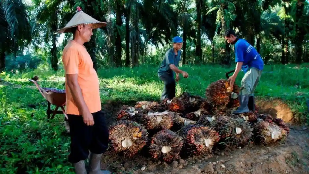 Harga Sawit di Batang Hari Jambi Tembus Rp 2.850 per Kg, Petani Mulai Panen dan Toke Berebut Stok