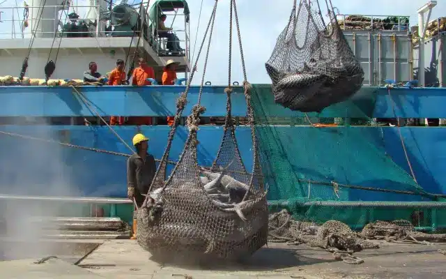 FFA Terima Dana US$50,42 Juta dari Perjanjian Tuna AS, Dirjen Sebut Kunci Pengelolaan Perikanan Pasifik