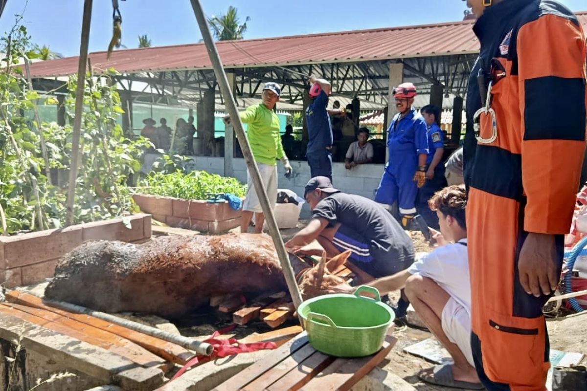 Sapi Tercebur ke Sumur Resapan Sedalam 3 Meter di Gunungkidul, Butuh 150 Menit Dievakuasi